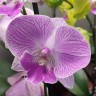 Орхидея Phalaenopsis Imanion, Big Lip (отцвел)