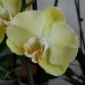 Орхидея Phalaenopsis midi (отцвел, РЕАНИМАШКА)
